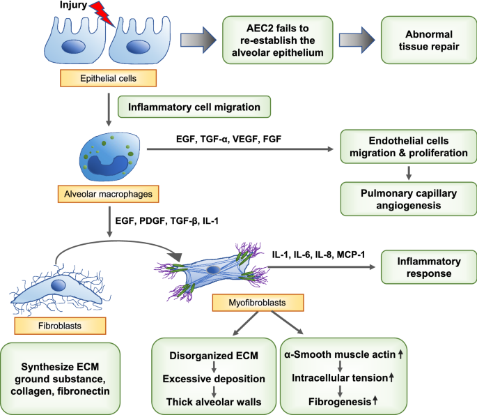 glutathione and lung damage in covid-19 COVID-19 and pulmonary fibrosis: therapeutics in clinical trials,  repurposing, and potential development | Archives of Pharmacal Research