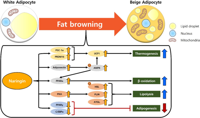 Naringin promotes fat browning mediated by UCP1 activation via the AMPK  signaling pathway in 3T3-L1 adipocytes | Archives of Pharmacal Research