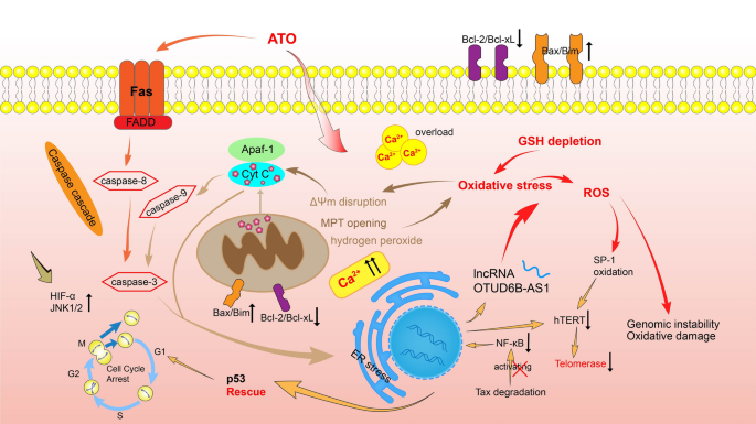 glutathione 2020 Glutathione Market Size, Growth Opportunity 2025-2034