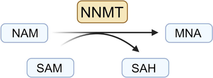 5 amino 1mq mechanism nnmt nad+ Nicotinamide N-Methyltransferase (NNMT) and Liver Cancer: From Metabolic Networks to Therapeutic Targets Reduced calorie diet combined with