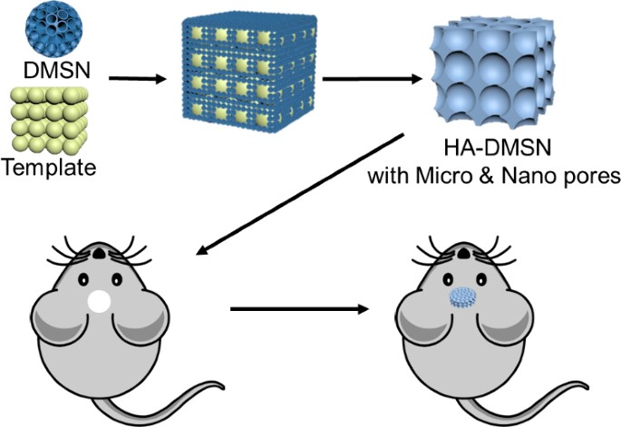 PDF) Development of hydroxiapatite porous bioceramics for use as