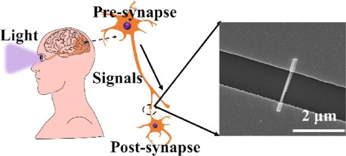 Frontiers  Synaptic Plasticity in Memristive Artificial Synapses