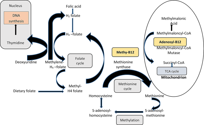 b12 injections in pregnancy guidelines Vitamin D3 and B12 supplementation in pregnancy main image 1