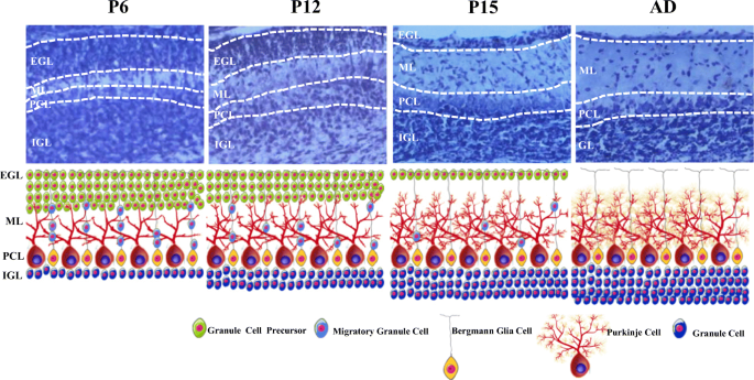 Purkinje cell dopaminergic inputs to astrocytes regulate  cerebellar-dependent behavior