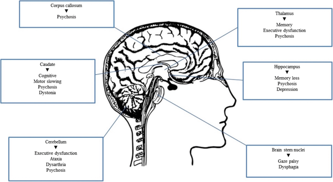 Niemann-Pick disease type C: Video & Anatomy