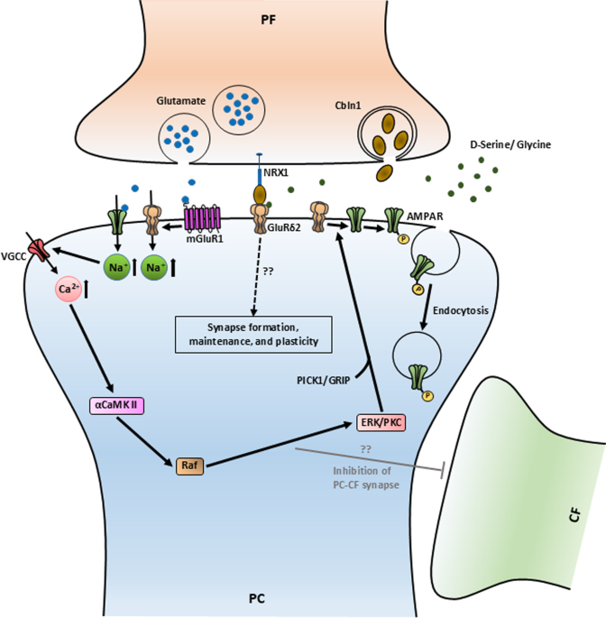 glutathione apraxia Complex, Premier Ferroptosis: underlying mechanisms and involvement