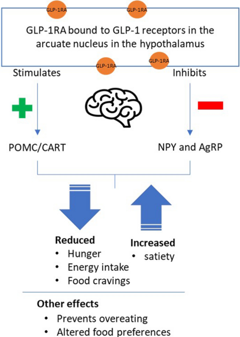 maintaining weight loss after glp-1 Weight Loss and Maintenance Related to the Mechanism of Action of  Glucagon-Like Peptide 1 Receptor Agonists | Advances in Therapy
