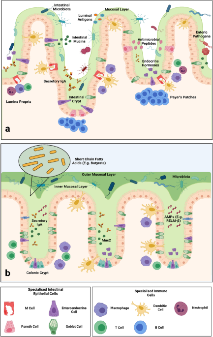 Increased Intestinal Permeability: An Avenue for the Development of Autoimmune Disease? | Exposure and Health