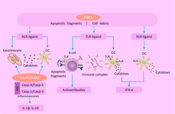 Pathogenesis, immunology, and immune‐targeted management of the