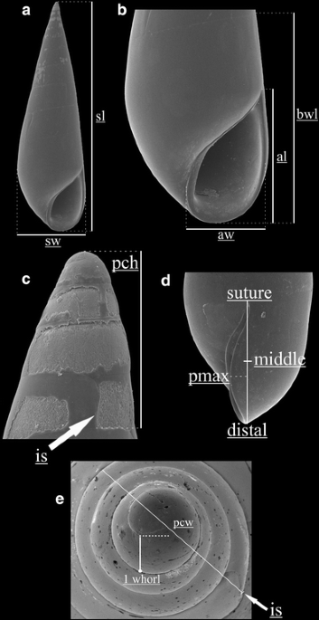 PDF) A rare specimen of bifurcated Holothuria (Halodeima) grisea  (Echinodermata: Holothuroidea) from southern Brazil