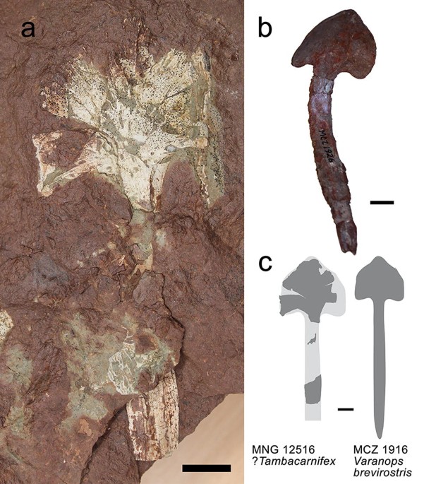 Bulletin. ed spur of the hind tibia rather short and broad