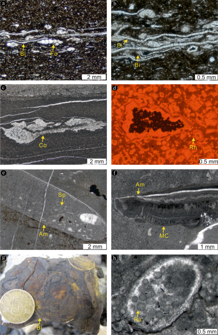 Late Permian (P.) to early Early Triassic (A) δ 13 C, (B) δ 238 U, and