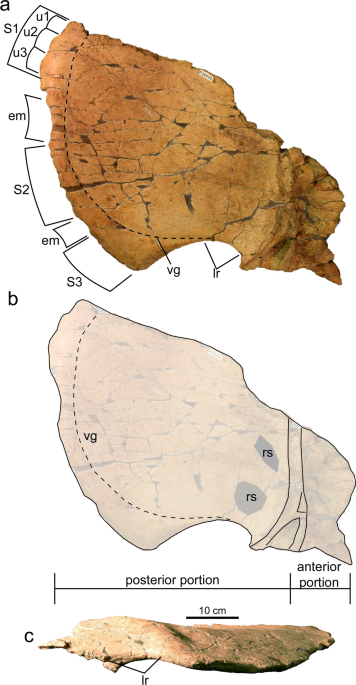 The Ceratopsia. Ceratopsia. Eig. 40.—A, Posterior view of right angular,  surangular, and articular of type of Triceratops prorsus, No. 1822, Yale  Museum; B, oblique front view of same; C, external view