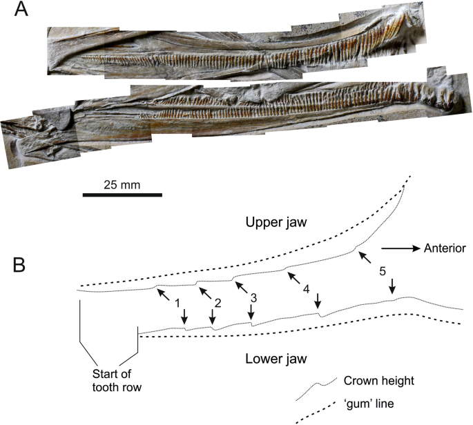 The first pterosaur 3-D egg: Implications for Pterodaustro guinazui nesting  strategies, an Albian filter feeder pterosaur from central Argentina -  ScienceDirect