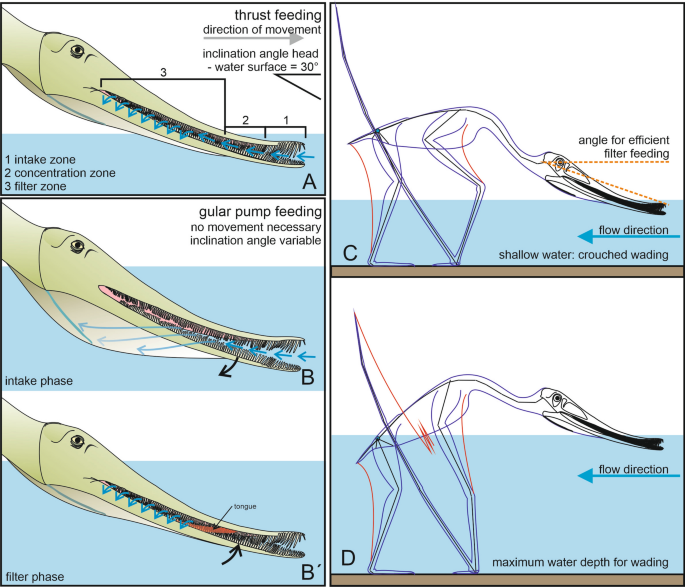 Pterodactylus scolopaciceps Meyer, 1860 (Pterosauria, Pterodactyloidea)  from the Upper Jurassic of Bavaria, Germany: The Problem of Cryptic  Pterosaur Taxa in Early Ontogeny