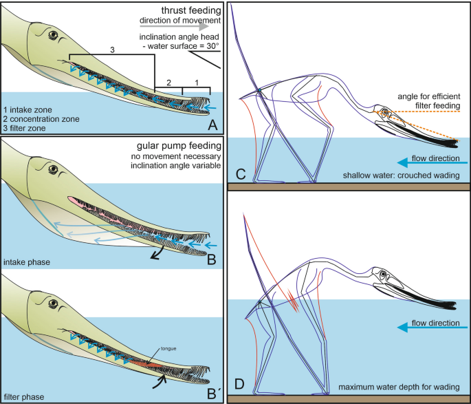 Basal pterosaurs (A und B) and Pterodactyloidea (C) from the Solnhofen