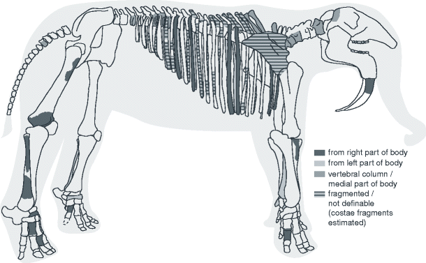 Deinotherium spp. - Carnivora