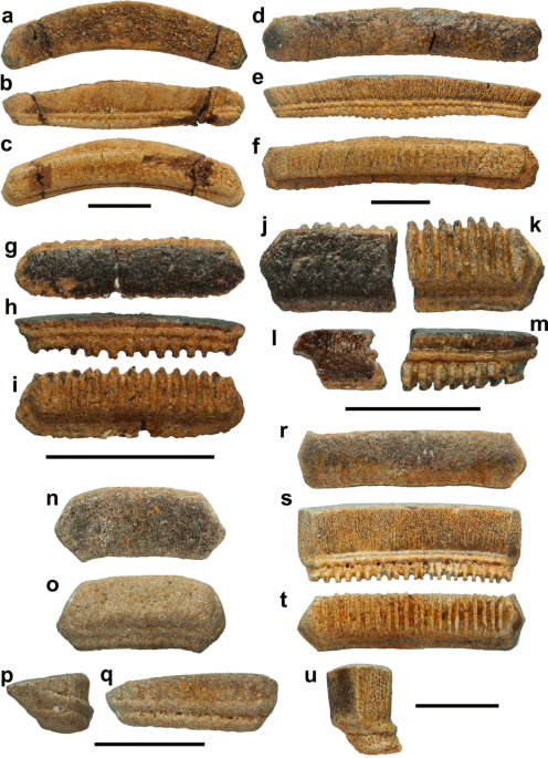 Upper Oligocene marine fishes from nearshore deposits of the Central  Paratethys (Máriahalom, Hungary) | Palaeobiodiversity and Palaeoenvironments