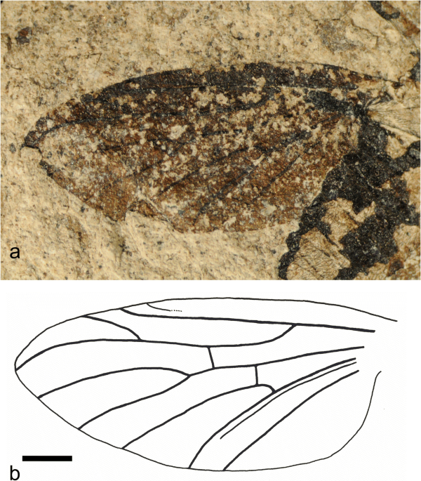 Bulletin. ed spur of the hind tibia rather short and broad