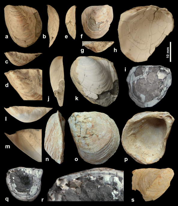 Taxonomy, palaeoecology and stratigraphy of the middle Miocene mollusk  fauna from the Gračanica coal pit near Bugojno in Bosnia and Herzegovina |  Palaeobiodiversity and Palaeoenvironments