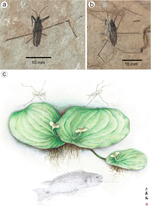 https://media.springernature.com/m685/springer-static/image/art%3A10.1007%2Fs12549-020-00452-1/MediaObjects/12549_2020_452_Fig5_HTML.png