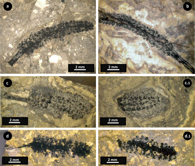 The largest amber-preserved flower revisited