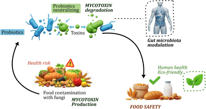 glutathione injection effects on liver Frontiers