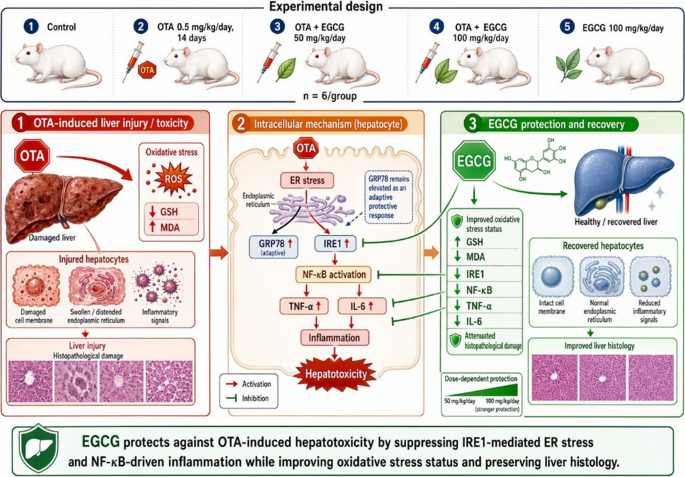 Epigallocatechin-3-gallate as a hepatoprotective agent against ochratoxin a: modulating ER stress and NF-κB/TNF-α/IL-6 responses | Mycotoxin Research
