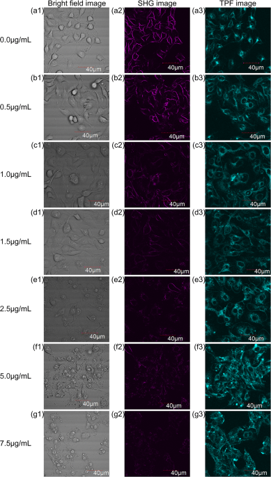 PDF) Sensitivity of endogenous autofluorescence in HeLa cells to the  application of external magnetic fields