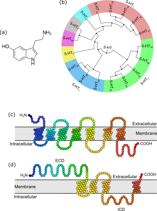 bpc 157 serotonin Frontiers main image 0