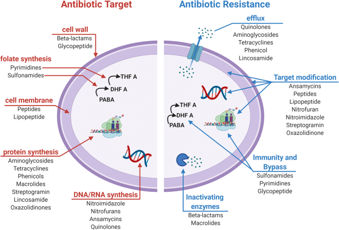 Antibacterial activity and antibiotic-modifying action of