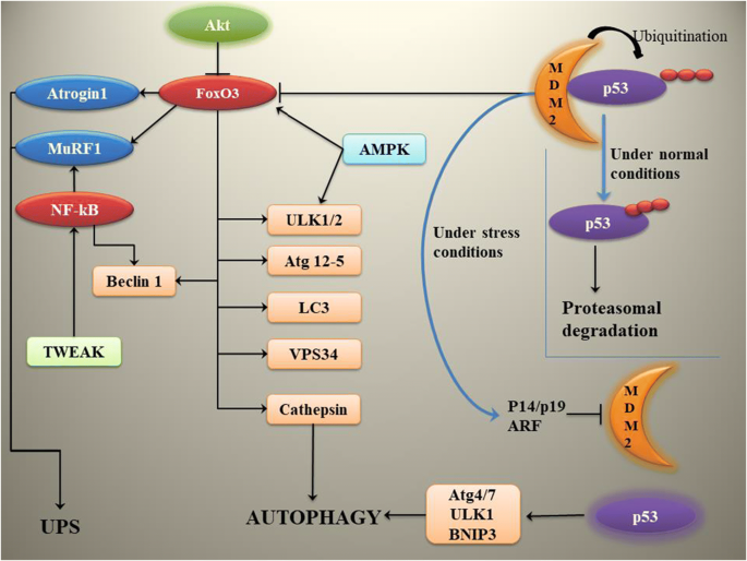The dependency of autophagy and ubiquitin proteasome system during skeletal  muscle atrophy