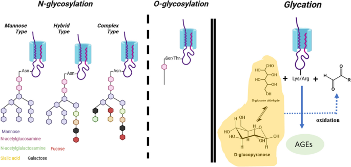glutathione is antioxidant Glutathione: Antioxidant Properties Dedicated to Nanotechnologies