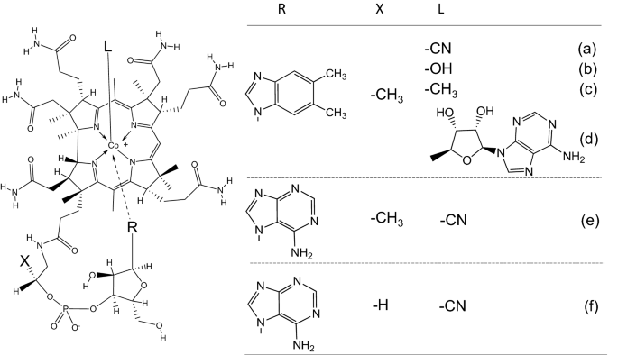 Molecules | Free Full-Text | Vitamin B12: Unique Metalorganic Compounds and  the Most Complex Vitamins