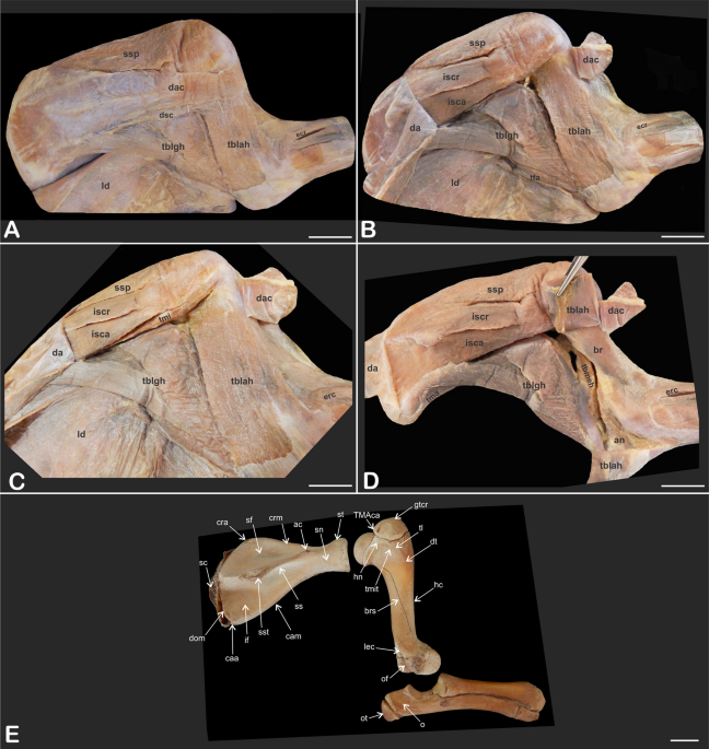 Anatomy of the thoracic limb muscles of wild boars (Sus scrofa,  Artiodactyla: Suidae)