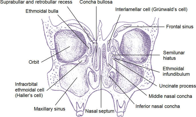 A plea for an extension of the anatomical nomenclature: Organ systems