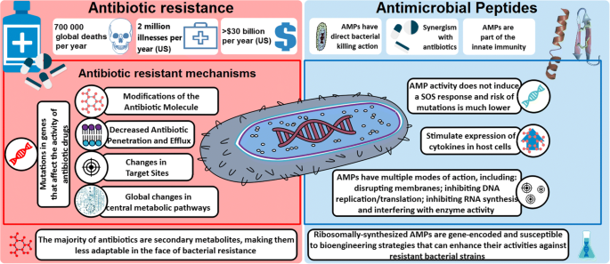 Antimicrobial peptides: a solution for antimicrobial resistance?