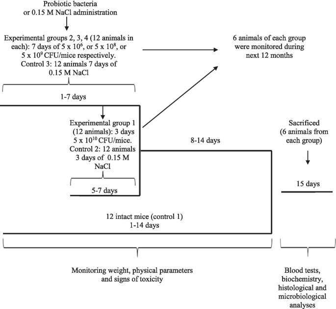 Assessment of the Safety of Lactobacillus casei IMV B-7280 Probiotic Strain  on a Mouse Model | Probiotics and Antimicrobial Proteins