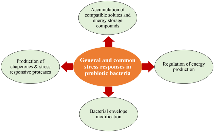 Understanding the Probiotic Bacterial Responses Against Various