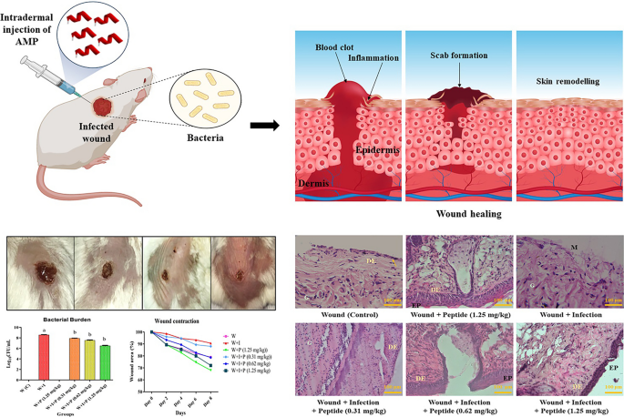 healing crisis glutathione supplementation improves fat graft survival by inhibiting ferroptosis via the SLC7A11/GPX4 axis | Stem Cell Research & Therapy In Vivo Acute Toxicity and