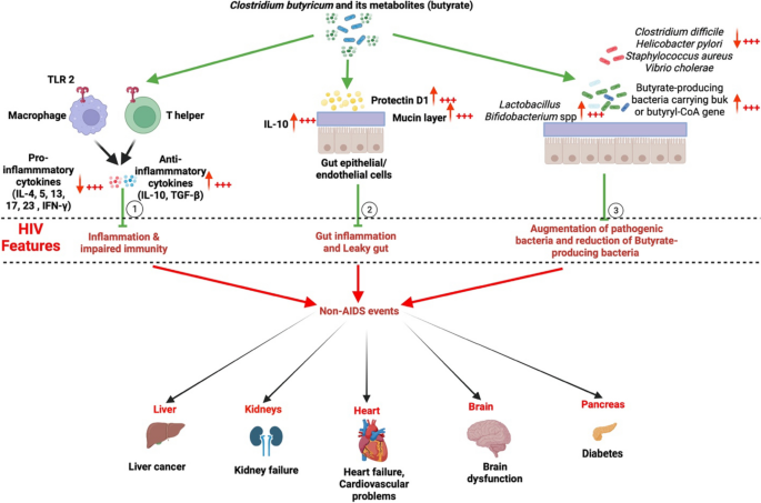 The Potential of Clostridium butyricum to Preserve Gut Health, and to  Mitigate Non-AIDS Comorbidities in People Living with HIV | Probiotics and  Antimicrobial Proteins