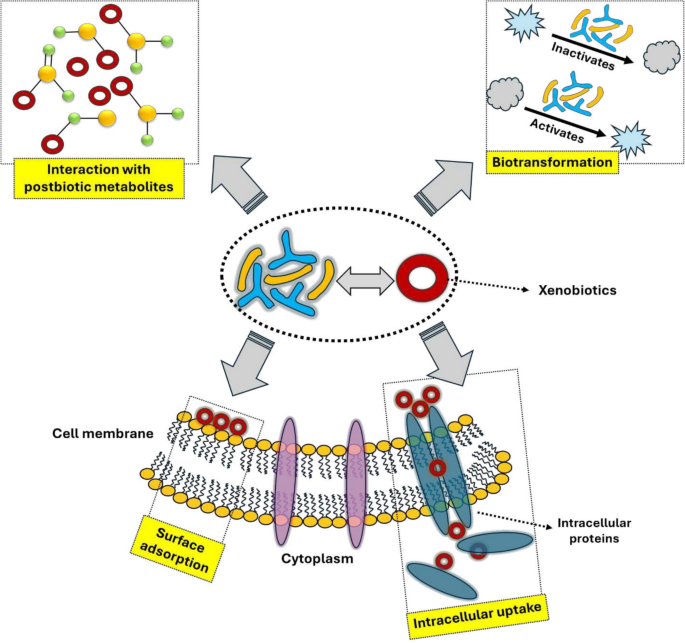 does glutathione kill probiotics Novel Approaches in Establishing Chemical Food Safety Based on the Detoxification Capacity of and Postbiotics: A Critical Review | Probiotics and Antimicrobial Proteins 已二刷做统计（先勿删）