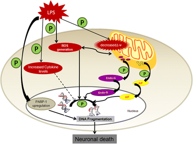 topical acetyl l carnitine Acetyl-L-Carnitine  Core Nutritionals