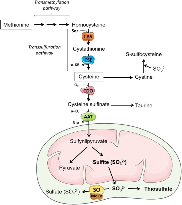 glutathione and sulfite sensitivity The Role of Oxidative Stress and Bioenergetic Dysfunction in Sulfite  Oxidase Deficiency: Insights from Animal Models | Neurotoxicity Research