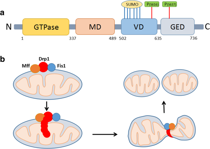dsip mitochondria Frontiers DSIP Peptide Benefits: complete guide