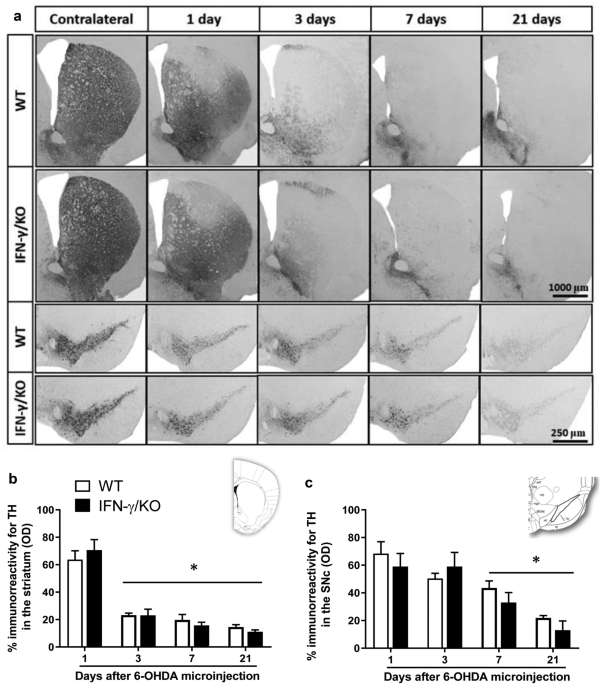 how much tyrosine is needed to overpower glutathione Free radical scavengers: An overview on heterocyclic advances and medicinal prospects Hybrid Platinum(IV)-Naproxen Nanostructured Drugs Reprogram