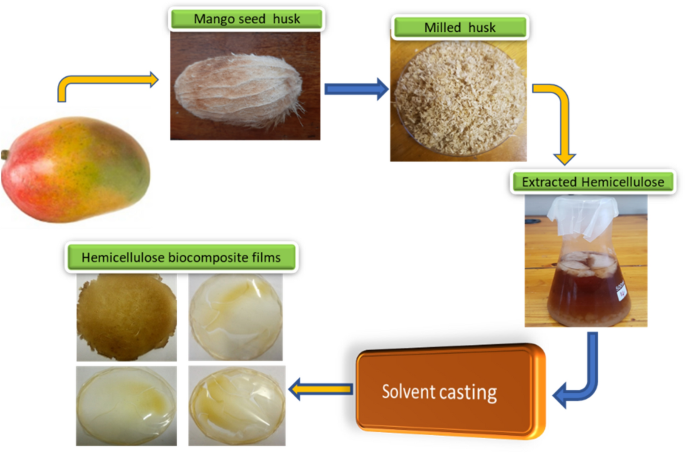 Tailor-Made Conversion of Mango Seed Husks to Obtain Hemicellulose Suitable  for the Production of Thermally Stable Films | Waste and Biomass  Valorization