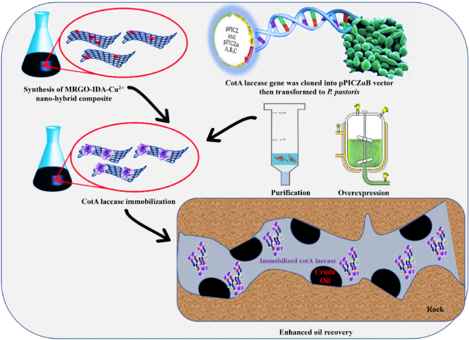 Graphene Facilitated Removal of Labetalol in Laccase-ABTS System: Reaction  Efficiency, Pathways and Mechanism