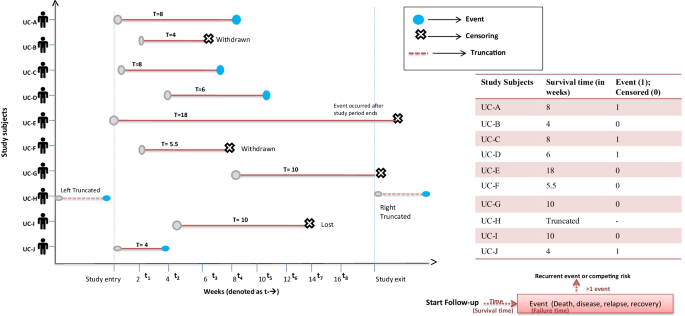 Kaplan–Meier estimates of survivorship function during development of