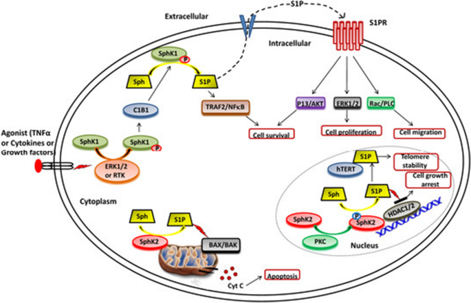 Interaction of microRNAs with sphingosine kinases, sphingosine-1